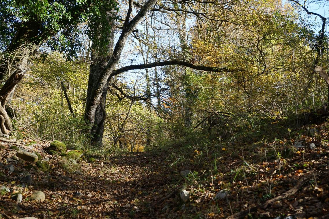 Où on retrouve un ancien sentier Où on retrouve un ancien sentier