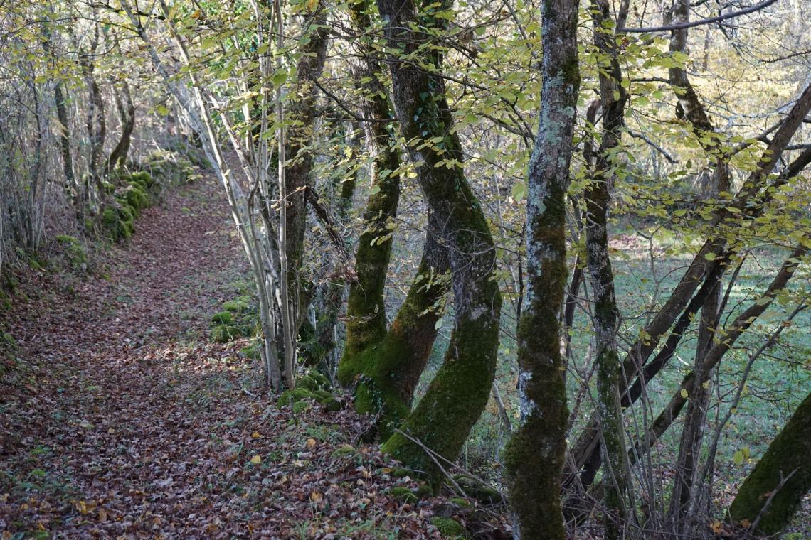 Le chemin mène à des parcelles enclavées Le chemin mène à des parcelles enclavées