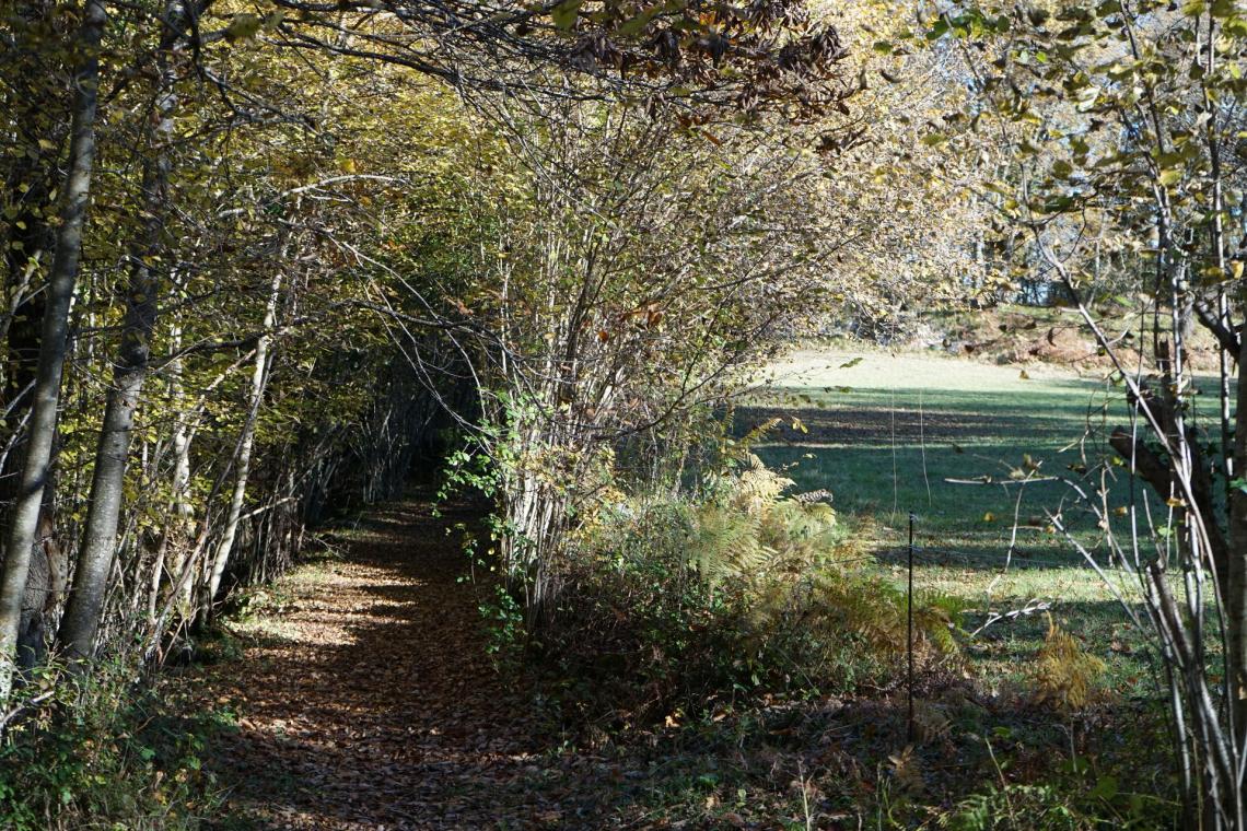 Une prairie encore pâturée Une prairie encore pâturée